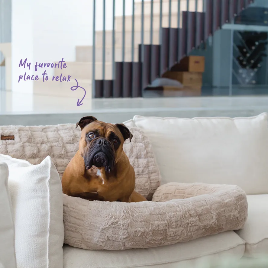 3-in-1 Couch n’ Car Cover Pet Bed - Honey