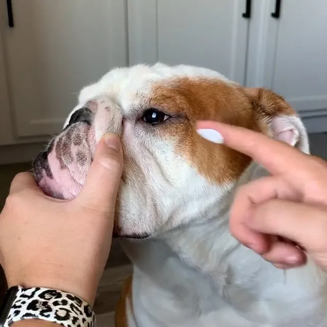 Bodhi Dog Wrinkle Cleaner and Protector | Extra Large 8oz | Soother & Protect Wrinkles & Skin | Stain Remover & Anti Itch for Bulldogs & Pugs | Made in The USA