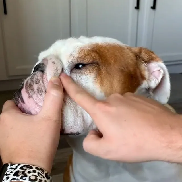 Bodhi Dog Wrinkle Cleaner and Protector | Extra Large 8oz | Soother & Protect Wrinkles & Skin | Stain Remover & Anti Itch for Bulldogs & Pugs | Made in The USA