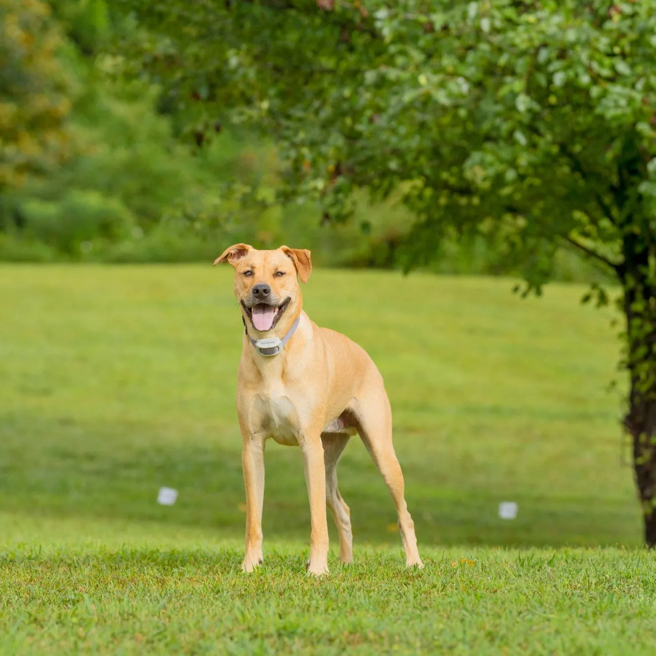 Classic In-Ground Fence™ Rechargeable Receiver Collar