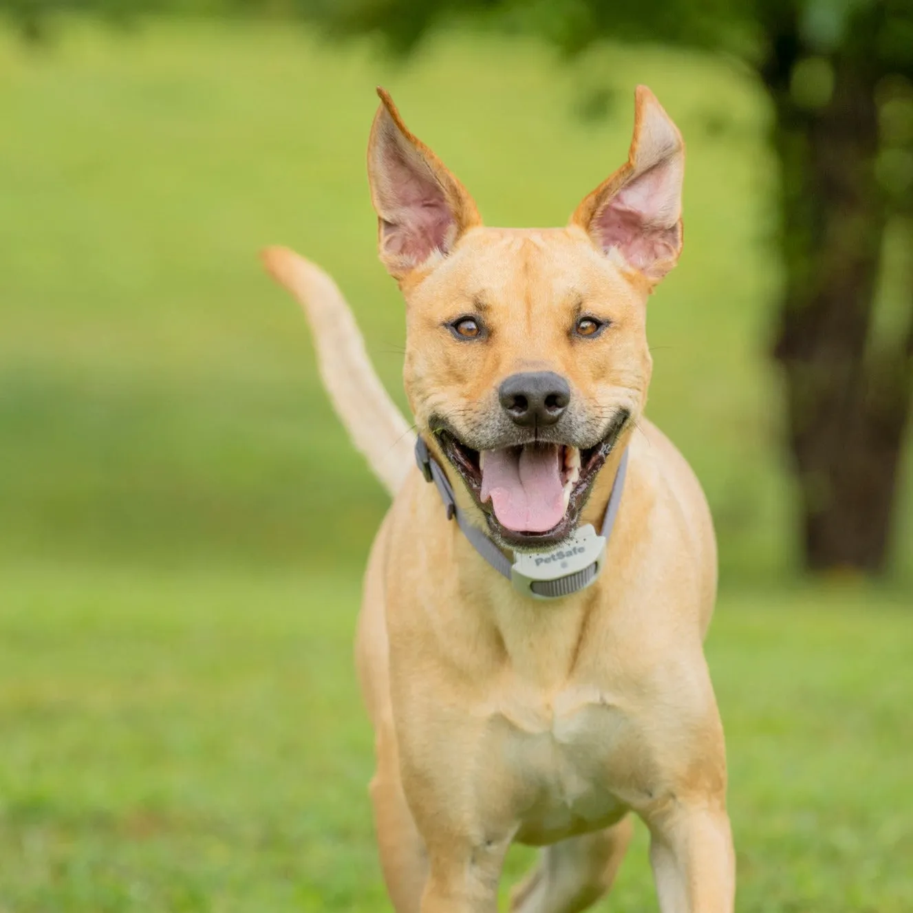 Classic In-Ground Fence™ Rechargeable Receiver Collar