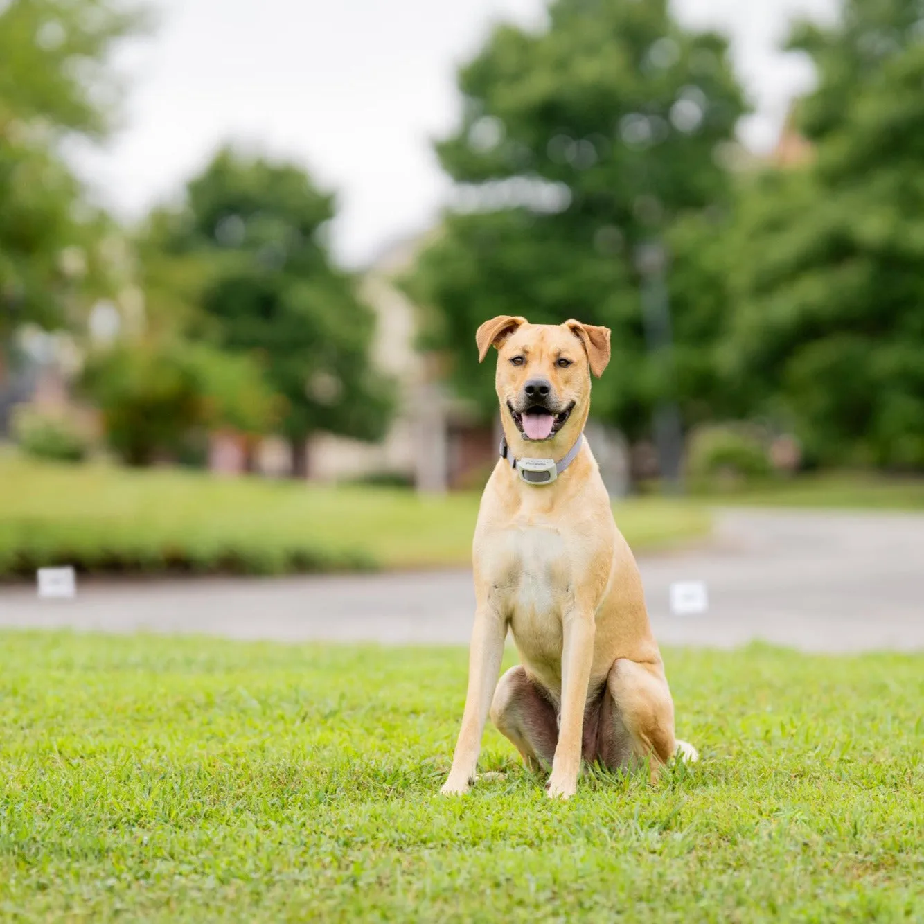 Classic In-Ground Fence™ Rechargeable Receiver Collar