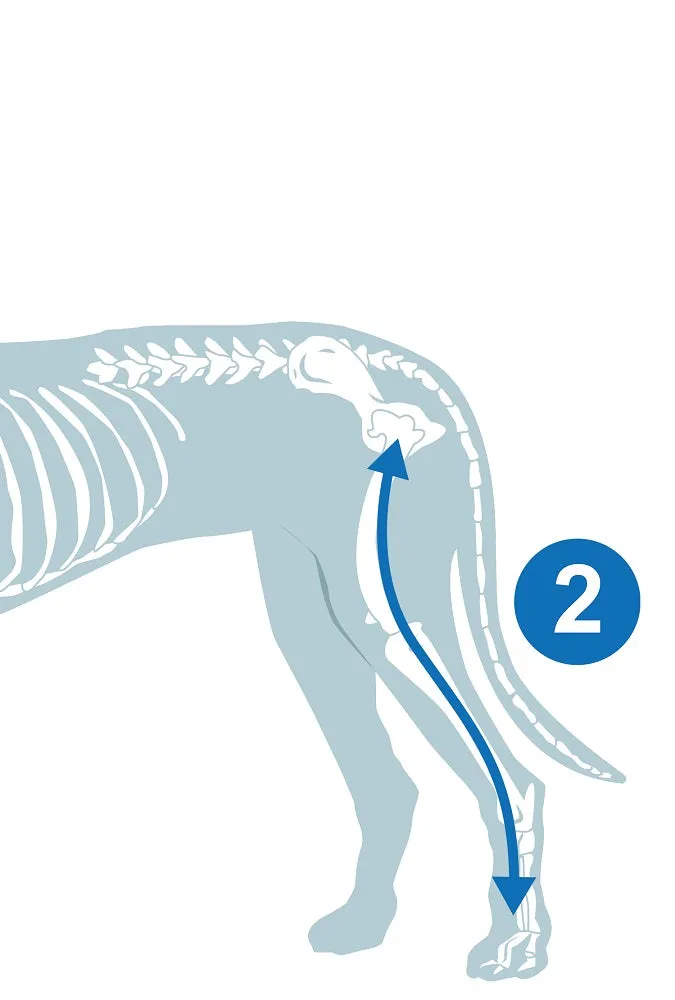 Hind Limb Medical Protection Cover