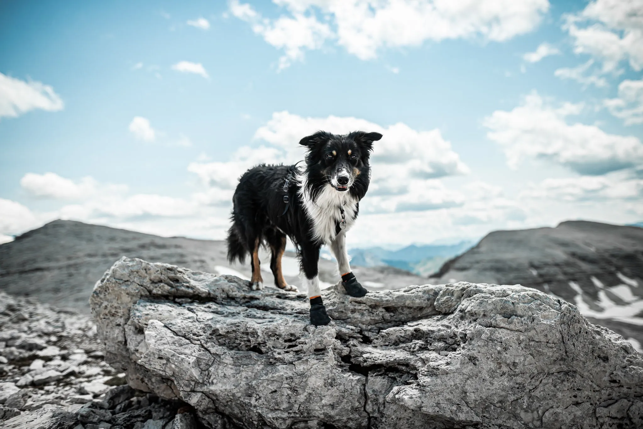 Non-Stop Dog Wear, Protector Booties
