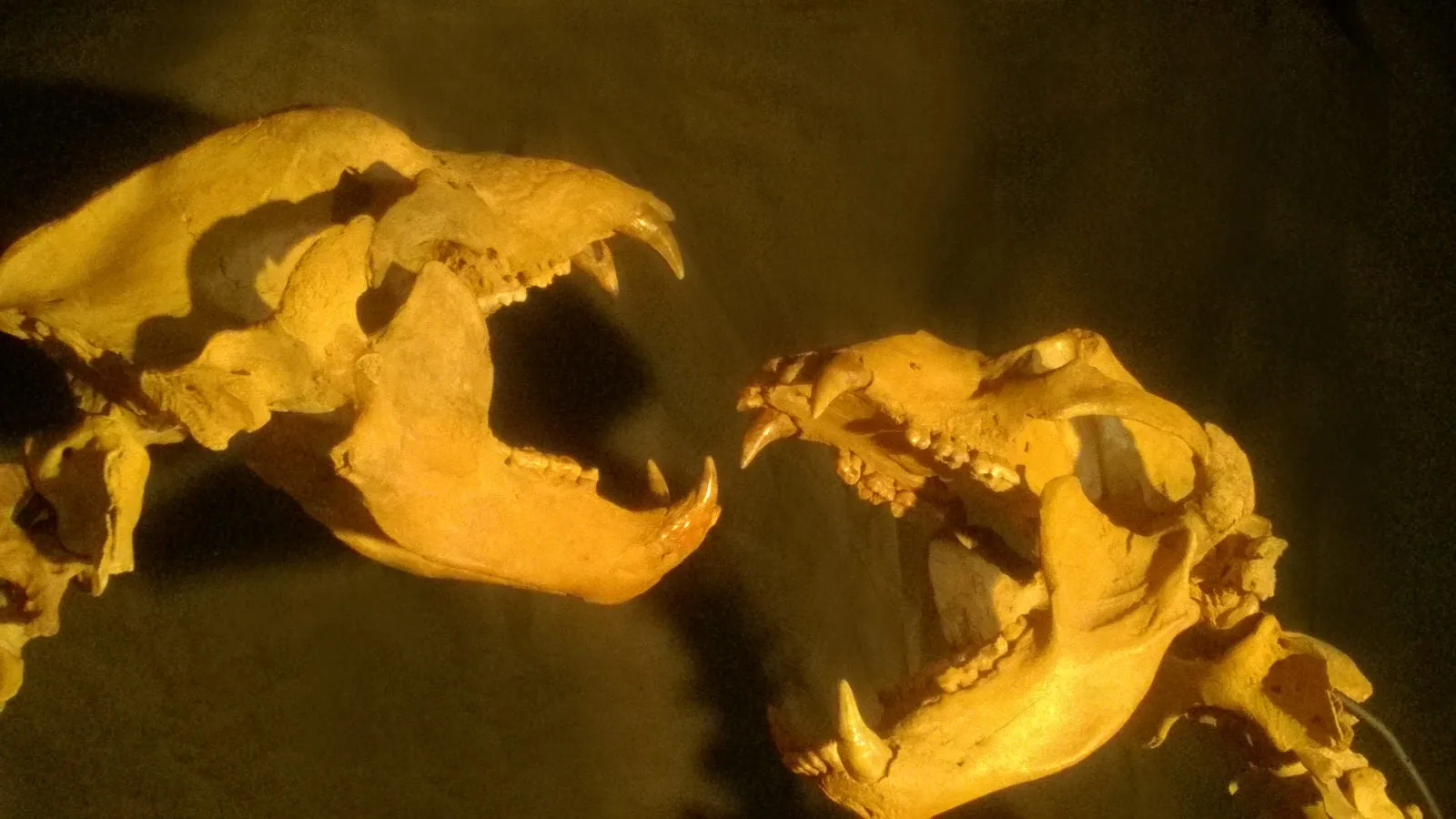 Spectacular Cave Bear Skeletons, 9'2" Tall